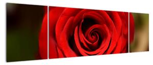 Detail růže - obraz (170x50cm)