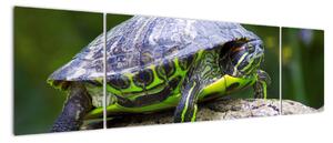 Suchozemská želva - obraz (170x50cm)