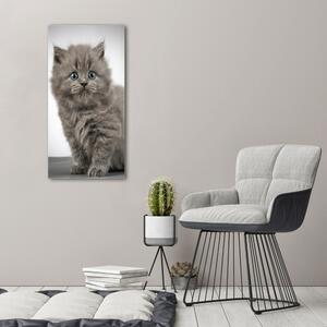 Foto obraz na plátně Šedá a britská kočka pl-oc-50x100-f-66248272