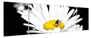 Včela na sedmikrásce - obraz (170x50cm)