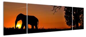 Obraz slona v přírodě (170x50cm)