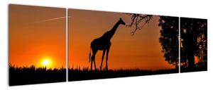 Obraz žirafy v přírodě (170x50cm)