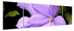 Obraz květu (170x50cm)