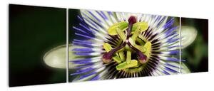 Obrazy květin (170x50cm)