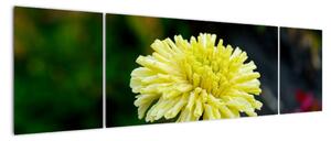 Obrazy květiny (170x50cm)