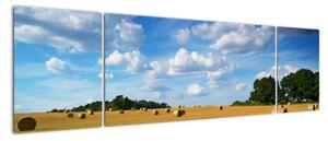 Letní pole - obraz (170x50cm)