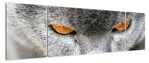 Kočka - obraz (170x50cm)