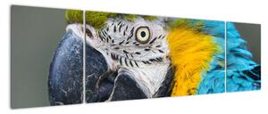 Papoušek - obraz (170x50cm)
