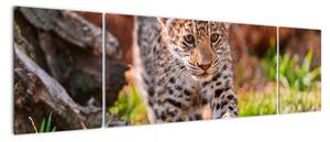 Mládě leoparda - obraz do bytu (170x50cm)