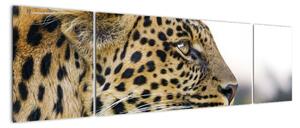 Leopard - obraz (170x50cm)