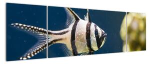 Ryba - obraz (170x50cm)