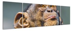 Opice - obrazy (170x50cm)