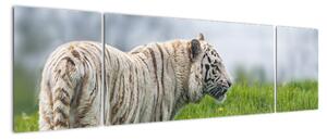 Tygr - obraz (170x50cm)