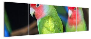 Papoušci - obraz (170x50cm)