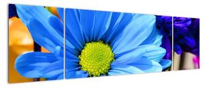 Modrá chryzantéma - obrazy (170x50cm)