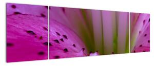 Detail květu - moderní obraz (170x50cm)