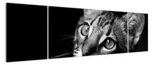Obraz kočky (170x50cm)