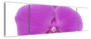 Orchidej - obraz (170x50cm)