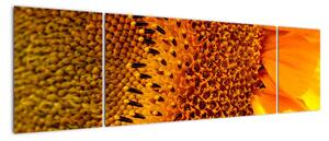 Detail slunečnice - obraz (170x50cm)