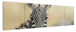 Zebra - obraz (170x50cm)
