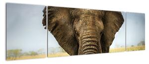 Slon - obraz (170x50cm)