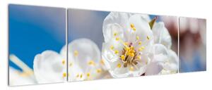 Květ třešně - obraz (170x50cm)