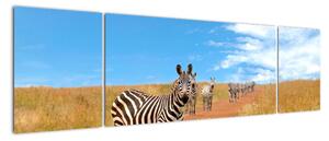 Zebra na cestě - obraz (170x50cm)