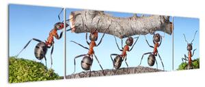 Obraz mravenců (170x50cm)