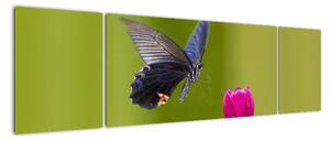 Motýl - obraz (170x50cm)