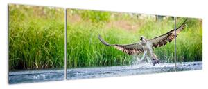 Fotka lovícího orla - obraz (170x50cm)