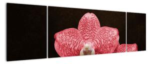 Růžová orchidej - obraz (170x50cm)