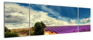 Levandulové pole - obraz (170x50cm)