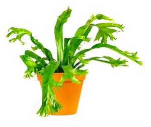 Asplenium Nidus Crissie, průměr 12 cm Sleziník hnízdnatý, ptačí hnízdo