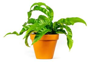 Asplenium antiquum Hurricane, průměr 12 cm Sleziník