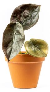 Alocasia cuprea Red Secret, průměr 6 cm Alokásie, Alokázie