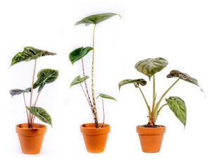 Alocasia mix, průměr 6 cm Alokásie, Alokázie