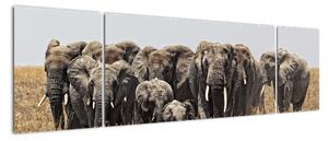Stádo slonů - obraz (170x50cm)