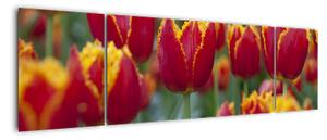 Tulipánové pole - obraz (170x50cm)