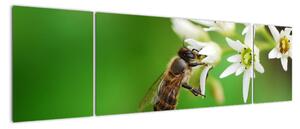 Fotka včely - obraz (170x50cm)