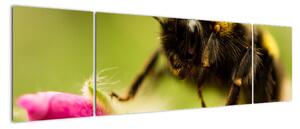 Včela - obraz (170x50cm)