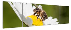 Včela na sedmikrásce - obraz (170x50cm)