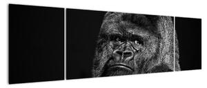 Obraz opice (170x50cm)