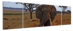 Obraz slona (170x50cm)
