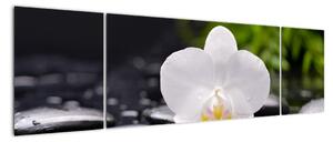 Fotka květu orchideje - obraz auta (170x50cm)
