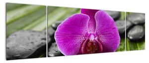 Orchidej - obraz (170x50cm)