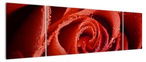 Obraz růže (170x50cm)