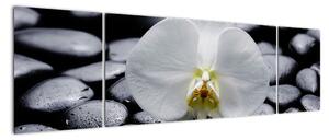 Květ orchideje - obraz (170x50cm)