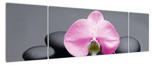 Květ orchideje - obraz (170x50cm)
