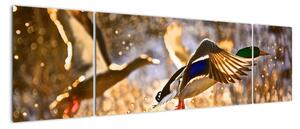 Letící kachny - obraz (170x50cm)