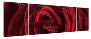 Detail růže, obraz (170x50cm)